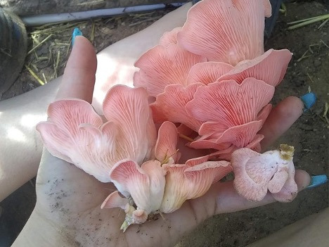 hands holding pink mushrooms that look like flowers